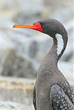 Red-legged Cormorant